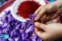 زعفران؛ طلای تاراج رفته ایران