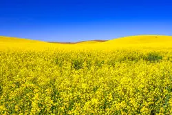 کاهش ۲۰ درصدی تولید کلزا/ محدودیت منابع آبی عامل اصلی