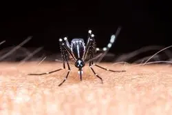 کدام استان‌ها بیشتر در معرض شیوع تب دنگی هستند؟