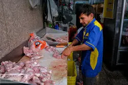 کاهش شدید قیمت مرغ/ مرغ 86هزار تومانی به بازار آمد