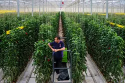 حرکت مویرگی پاکستان برای تصاحب بازار غذای ایران؟