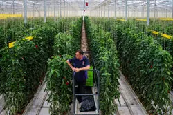 حرکت مویرگی پاکستان برای تصاحب بازار غذای ایران؟