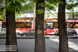 جریمه 117 میلیاردی برای خشکاندن چنارهای ولیعصر