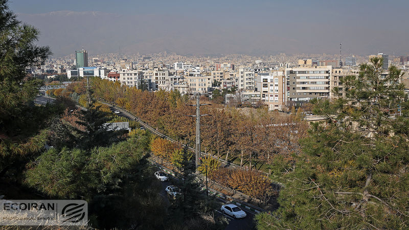 خشکی درختان پارک‌های جنگلی تهران؛ بحران از دل زمین و هجوم از تنه درختان