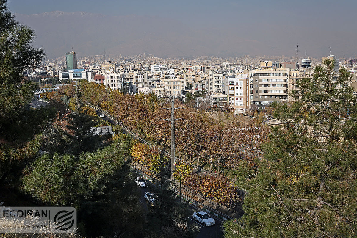 خشکی درختان پارک‌های جنگلی تهران؛ بحران از دل زمین و هجوم از تنه درختان