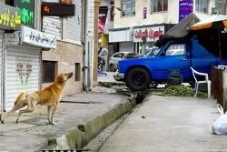 هزینه میلیاردی سگ های بلاصاحب تهران/ راهکار جدید شهرداری برای کاهش موش 