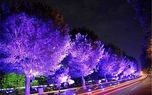 نورهای نوروزی خواب درختان بلوار کشاورز را گرفت