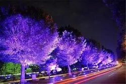  نورهای نوروزی خواب درختان بلوار کشاورز را گرفت 