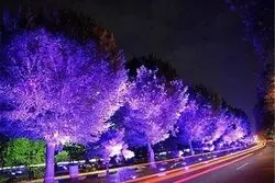  نورهای نوروزی خواب درختان بلوار کشاورز را گرفت 