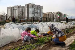 تحویل مزارع ۲۵ متری به مردم مشهد برای کشاورزی