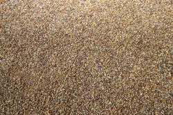 پای ذرت‌های آلوده به هیات دولت کشید؛ 2 روایت متفاوت حاکمیتی