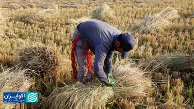 رسوب برنج در گمرک؛ جنگ قیمت‌ها در بازار