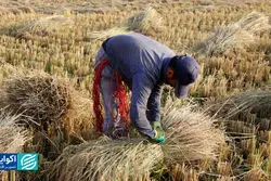 رسوب برنج در گمرک؛ جنگ قیمت‌ها در بازار