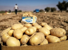 نایب‌رئیس کمیسیون کشاورزی: بخش‌نامه‌های ناگهانی قیمت محصولات را بالا می‌برد