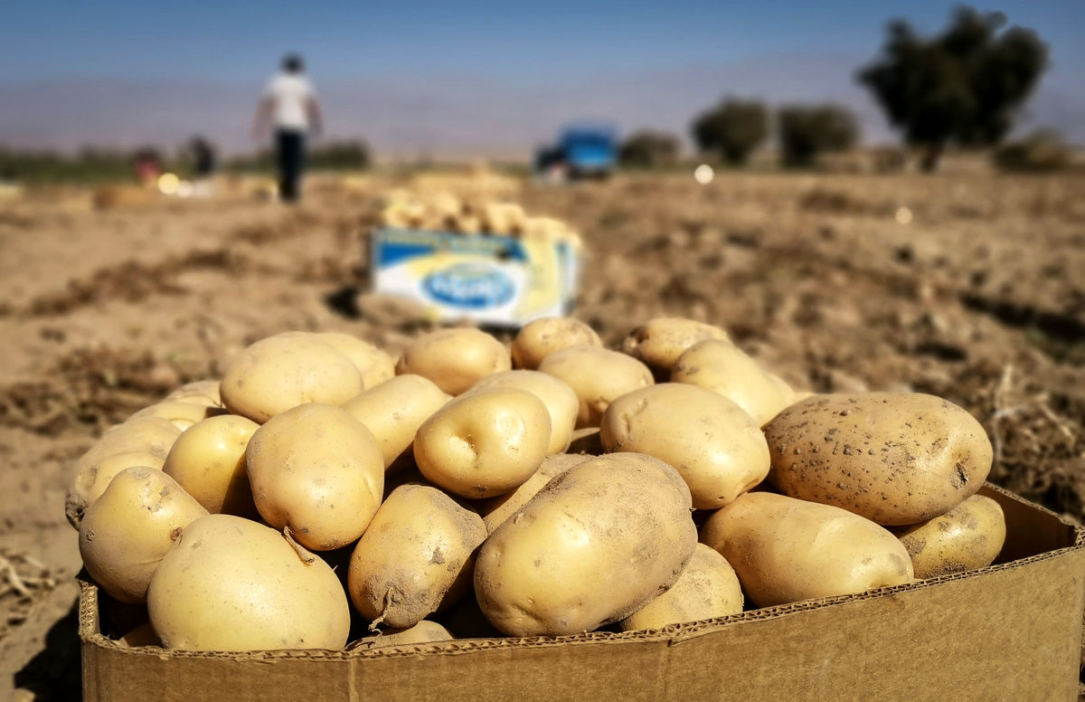 نایبرئیس کمیسیون کشاورزی: بخشنامههای ناگهانی قیمت محصولات را بالا میبرد