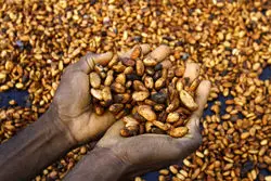 پیش‌بینی بارندگی، کاکائو را 20 درصد ارزان کرد