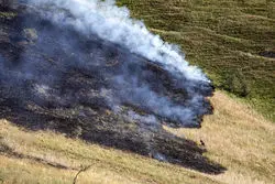 زنگ خطر آتش‌سوزی در جنگل‌های تهران