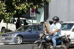 قیمت خودرو در بازار امروز 20 آبان ماه/ ریزش سنگین قیمت این خودروها