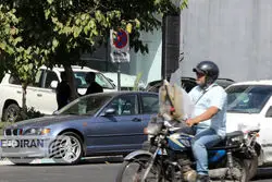 قیمت خودرو در بازار امروز 20 آبان ماه/ ریزش سنگین قیمت این خودروها