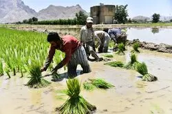 پیش بینی فائو از وضعیت تولید برنج و گندم در 2023