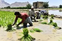 پیش بینی فائو از وضعیت تولید برنج و گندم در 2023