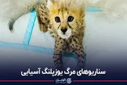 شکست «پیروز»