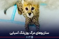 شکست «پیروز»