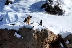 مشاهده مجدد همای سعادت در این منطقه+ تصویر