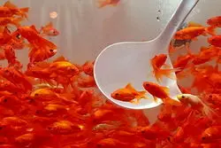 هشدار دامپزشکی برای خرید ماهی از دستفروشان/ ماهی بی‌حال نخرید