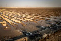 پیش‌بینی تولید ۸.۵ میلیون تن چغندرقند در سال زراعی ۱۴۰۴