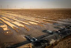 پیش‌بینی تولید ۸.۵ میلیون تن چغندرقند در سال زراعی ۱۴۰۴