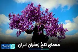معمای تلخ زعفران ایران