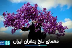 معمای تلخ زعفران ایران