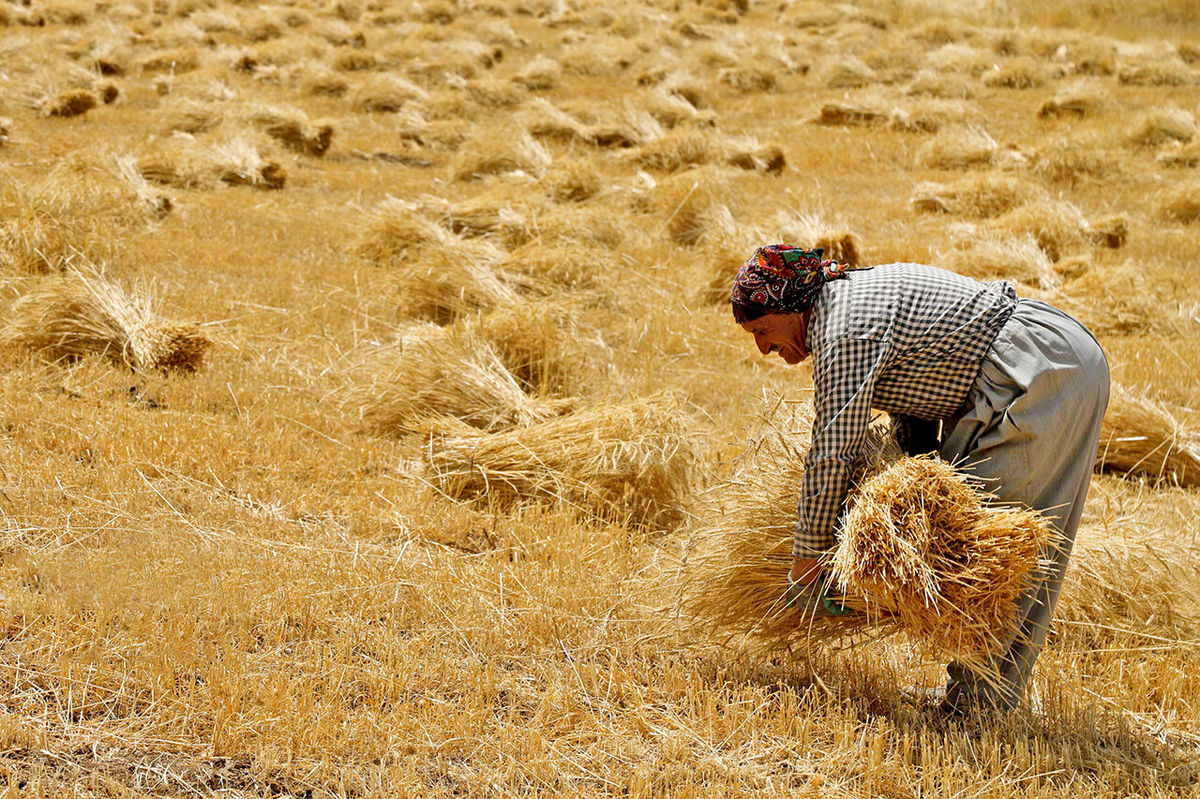 یکشنبه دولت گندمکاران را راضی می‌کند یا نه؟