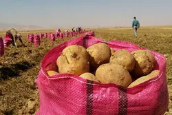 تعیین سقف برای صادرات سیب‌زمینی + نامه