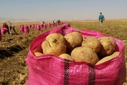 آغاز واردات سیب‌زمینی برای کنترل قیمت در بازار