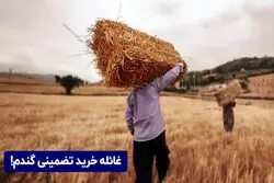 غائله خرید تضمینی گندم!
