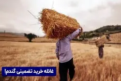 غائله خرید تضمینی گندم!