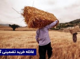 غائله خرید تضمینی گندم!