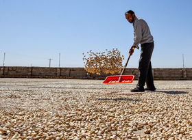 سایز پسته ایران آب رفت