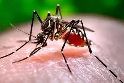 آخرین آمار از مبتلایان تب دنگی اعلام شد