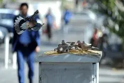 اتحاد جهانی برای  غذا ندادن به حیوانات شهری 