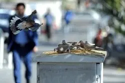 اتحاد جهانی برای  غذا ندادن به حیوانات شهری 