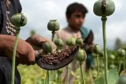 هشدار جنجالی در روزهای جنگ؛ چرا پیامک‌های خشخاش ارسال شد؟