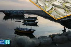 هرمزگان سیمرغ ایران