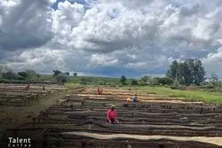 فرآوری کوجی می‌تواند تحولی در صنعت قهوه باشد