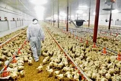 جهادکشاورزی:جوجه ریزی نژاد آرین الزامی است