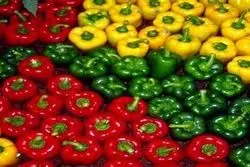 ​چرا فلفل های صادراتی از روسیه برگشت؟  