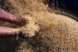 ممنوعیت کشت شلتوک برنج در شش حوضه آبریز کشور