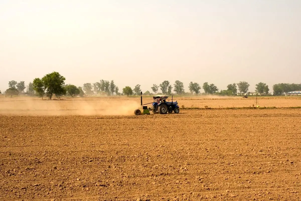 کشت اجباری 31 استان/ نیمکت نشینان غلات مشخص شدند